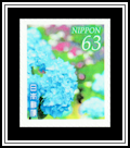 Hydrangea