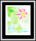 Japanese Lily