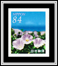 Japanese Bindweed