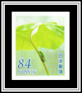 Kajika Frog