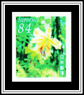 Golden-rayed Lily