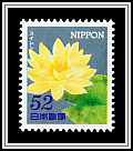 Water Lily