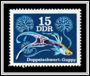 Double Sword Guppy (Poecilia reticulata)