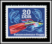 Flag-tail Guppy (Poecilia reticulata)