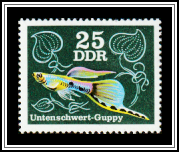 Below-sword Guppy (Poecilia reticulata)