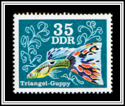 Triangle Guppy (Poecilia reticulata)