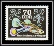 Round-tail Guppy (Poecilia reticulata)