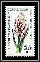 Early Marsh Orchid (Dactylorhiza incarnata)