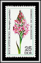 Pyramidal Orchid (Anacamptis pyramidalis)
