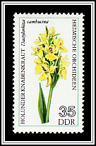 Elder-flowered Orchid (Dactylorhiza sambucina)