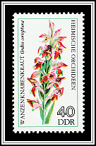 Bug Orchid (Orchis coriophora)