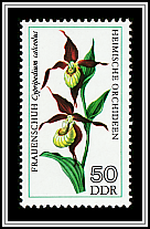 Lady's Slipper (Cypripedium calceolus)