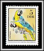 Blue & Yellow Macaw (Ara ararauna)
