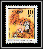 Bornean Orangutan (Pongo pygmaeus)
