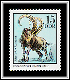 Siberian Ibex (Capra sibirica)