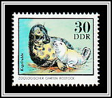 Grey Seal (Halichoerus grypus)