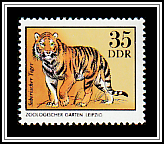 Amur Tiger (Panthera tigris altaica)