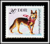 German Shepherd