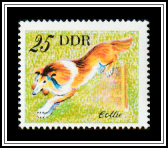 Collie