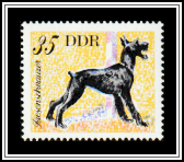 Giant Schnauzer