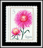 China Aster (Callistephus chinensis)