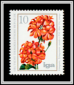 Geranium (Pelargonium zonal)