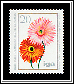 Barberton Daisy (Gerbera jamesonii)