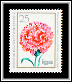 Carnation (Dianthus caryophyllus)
