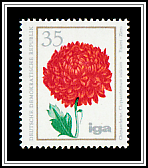 Indian Chrysanthemum (Chrysanthemum indicum)