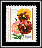 Garden Pansy (Viola x wittrockiana)