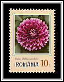 Dahlia