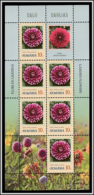 Dahlias