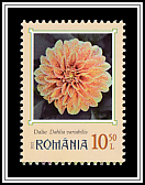 Dahlia