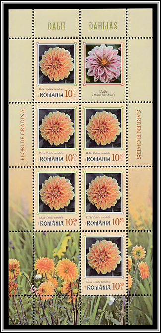 Dahlias