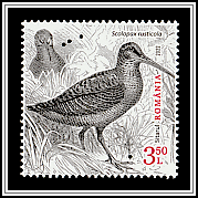 Eurasian Woodcock (Scolopax rusticola)
