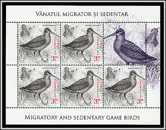 Eurasian Woodcock (Scolopax rusticola)