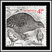 Grey Partridge (Perdix perdix)