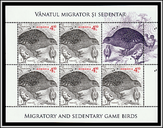 Grey Partridge (Perdix perdix)
