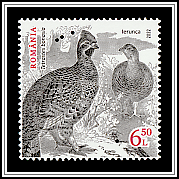 Hazel Grouse (Tetrastes bonasia)