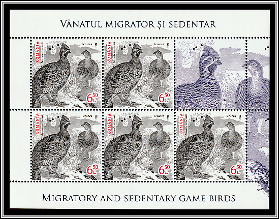 Hazel Grouse (Tetrastes bonasia)