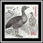 Greylag Goose (Anser anser)