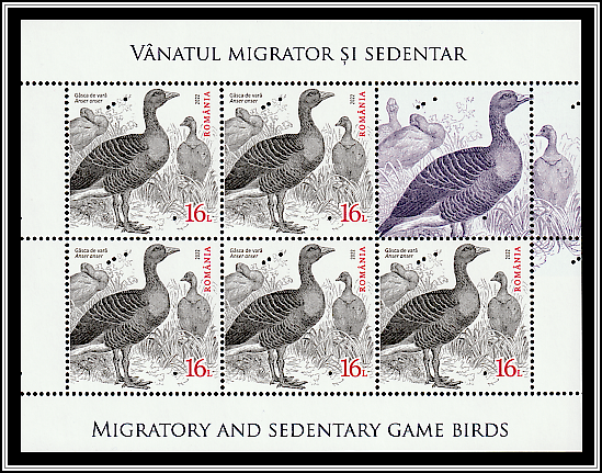 Greylag Goose (Anser anser)