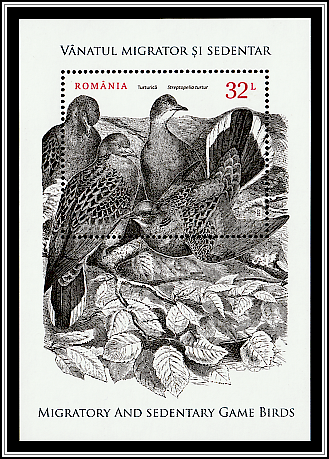 European Turtle Dove (Streptopelia turtur)