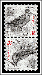 Eurasian Woodcock (Scolopax rusticola)