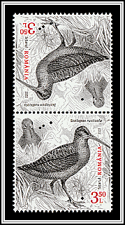 Eurasian Woodcock (Scolopax rusticola)