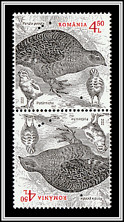 Grey Partridge (Perdix perdix)