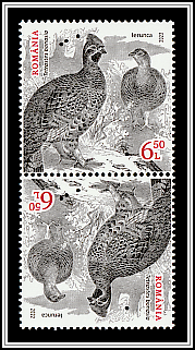 Hazel Grouse (Tetrastes bonasia)