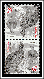 Hazel Grouse (Tetrastes bonasia)