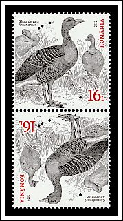 Greylag Goose (Anser anser)
