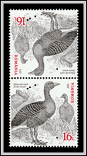 Greylag Goose (Anser anser)